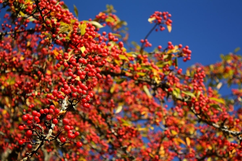 melodía de septiembre