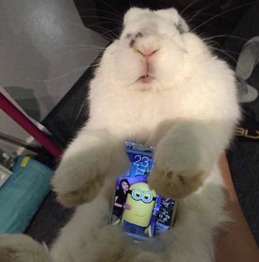 Meme: Rabbit-case