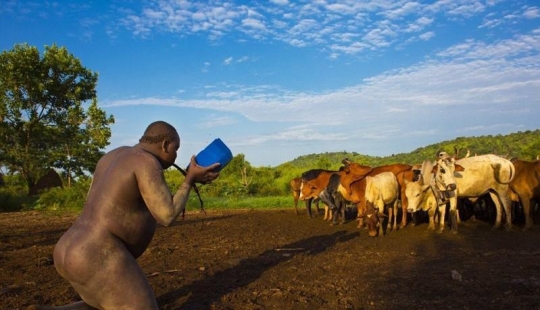 Men of an Ethiopian tribe drink blood with milk to get the title of the fattest resident of the village