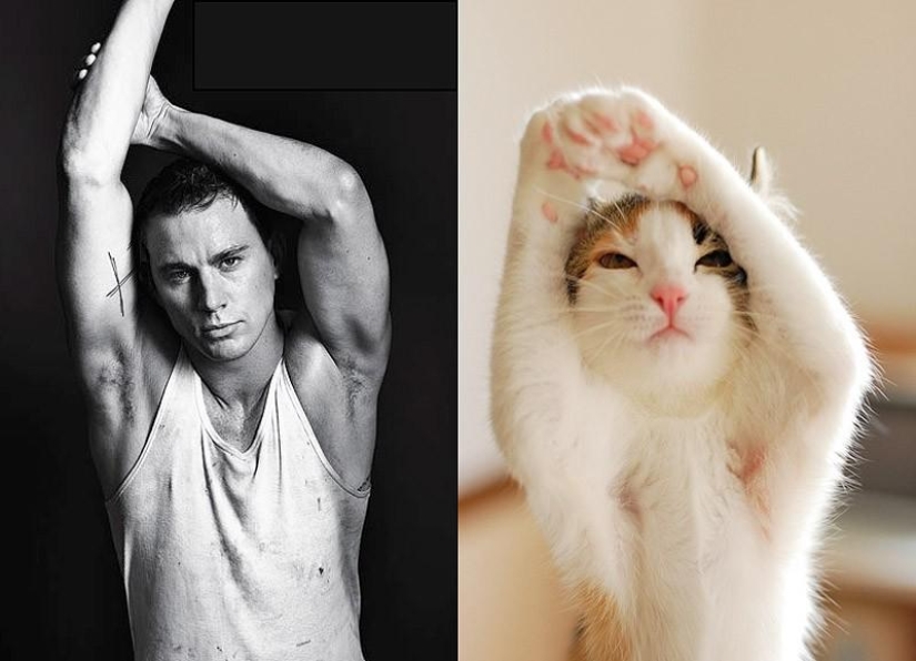 Men vs Cats