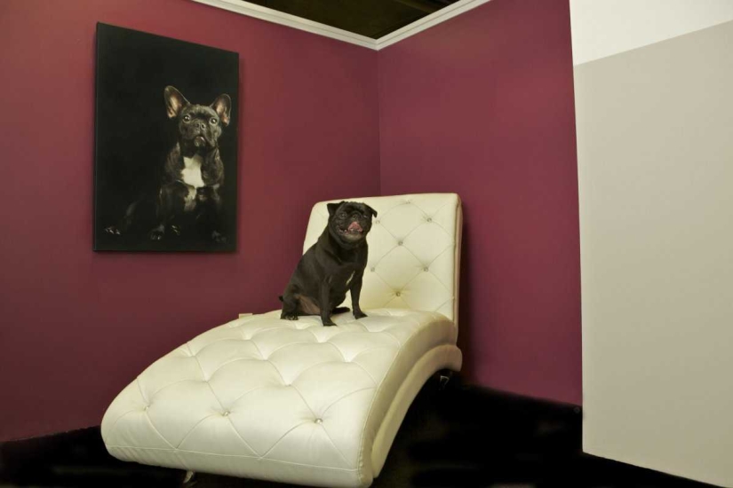 Menos de $ 200 por noche: New York Dog Hotel
