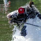 Mezclados en un grupo de caballos, personas: lo que miles de gitanos están haciendo en la Feria del Caballo de Appleby