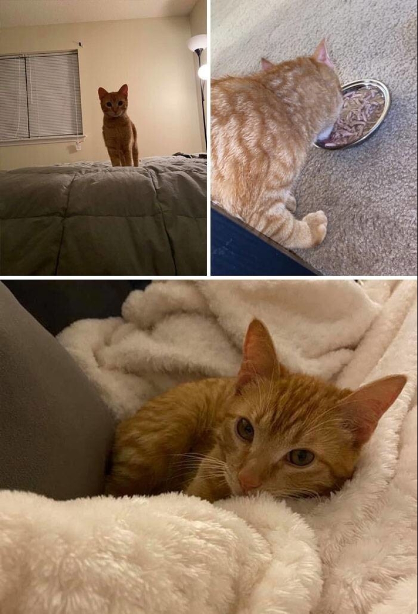 Mi casa, mi gato: fotos de los gatos que andan en casa de otra gente