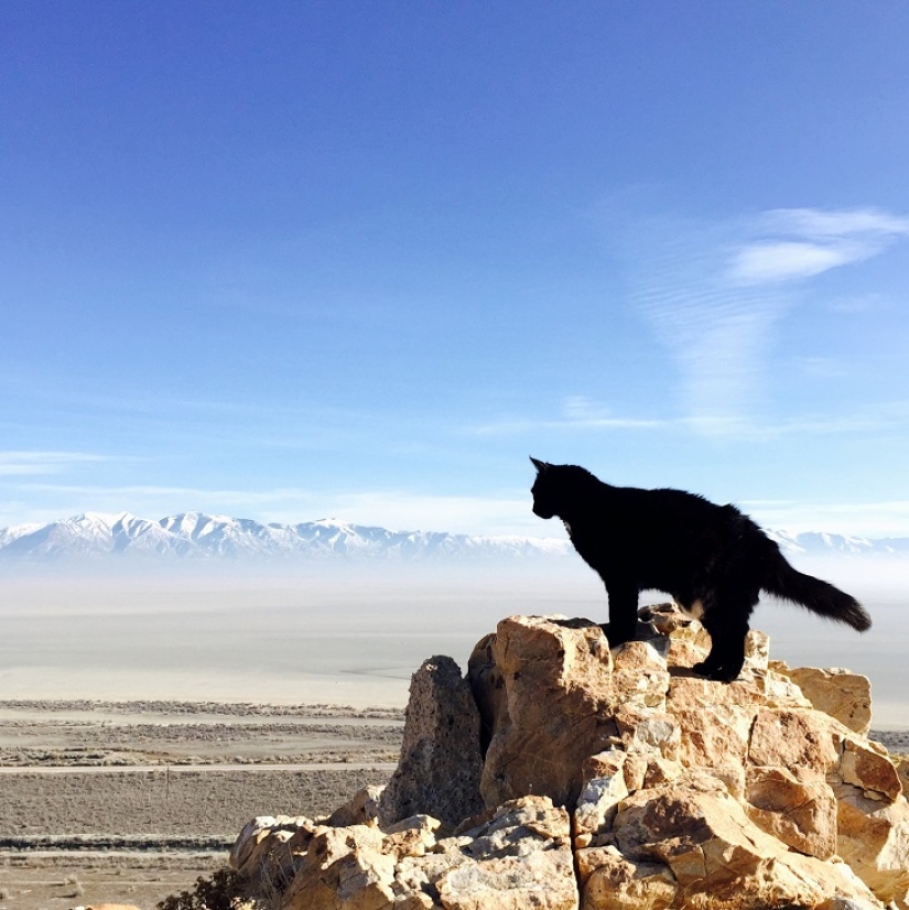 Mi escalador: el primer gato escalador del mundo