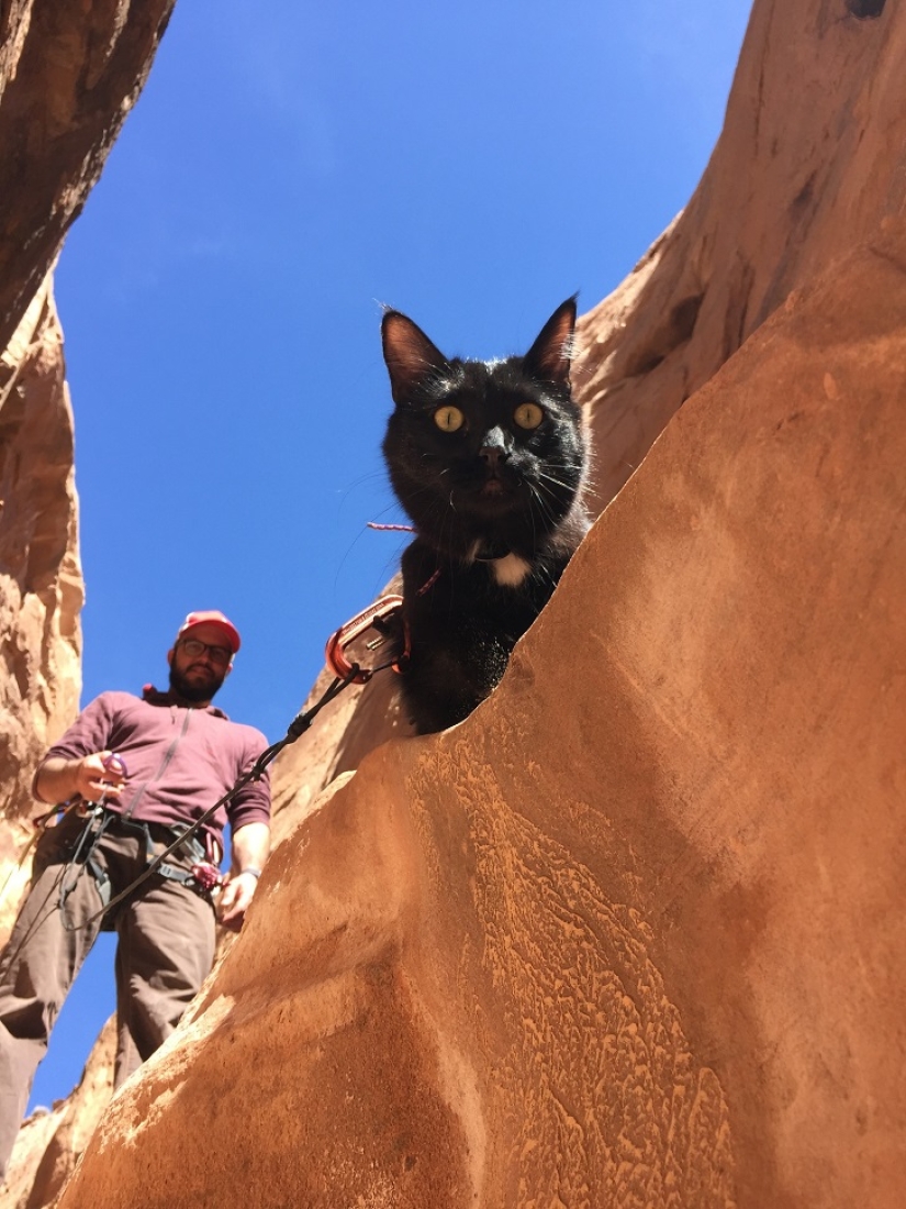 Mi escalador: el primer gato escalador del mundo