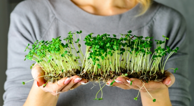 Microgreens - how to grow crops, benefits and harms