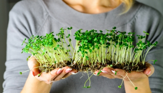 Microgreens - how to grow crops, benefits and harms