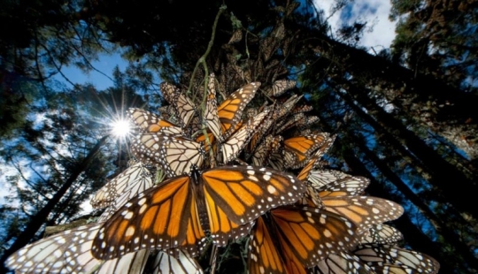 Migración de mariposas monarca