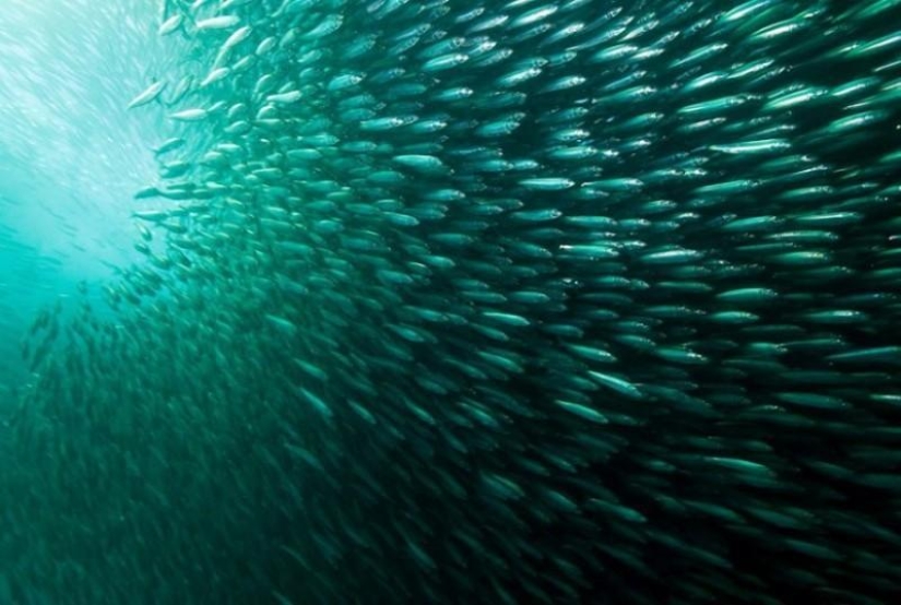 Migración de sardinas en Sudáfrica