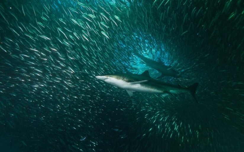 Migración de sardinas en Sudáfrica
