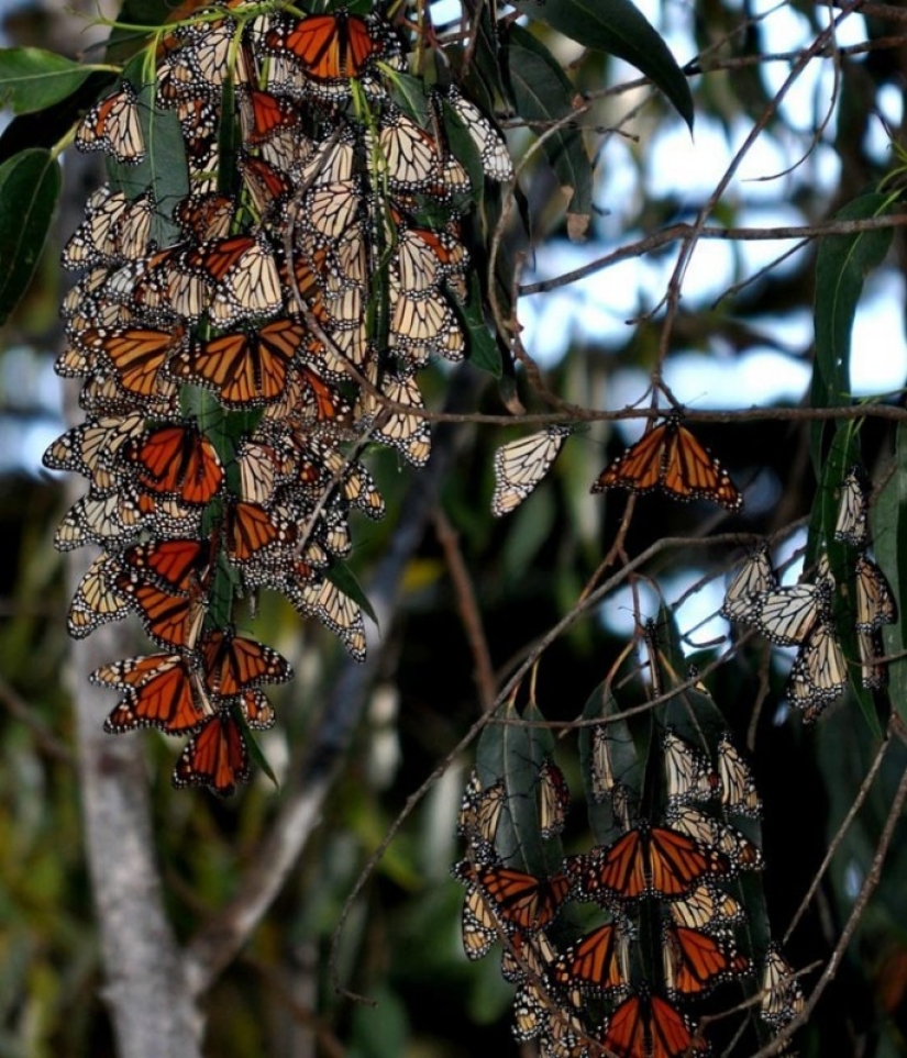 Migration of monarch butterflies