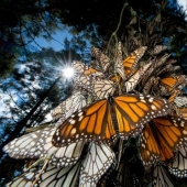 Migration of monarch butterflies