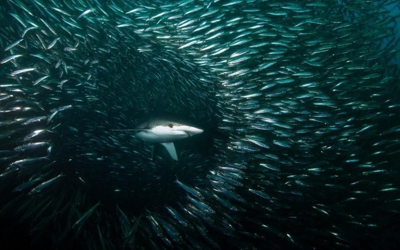 Migration of sardines in South Africa