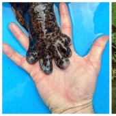 Milagro de Asia: 7 datos interesantes sobre la salamandra gigante japonesa