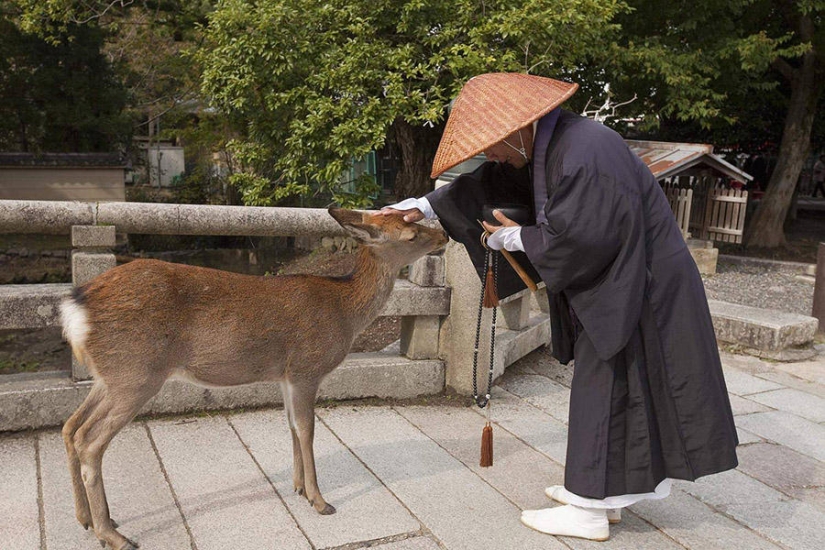 Miles de ciervos inundan las calles de una ciudad japonesa