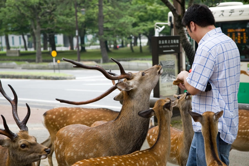 Miles de ciervos inundan las calles de una ciudad japonesa