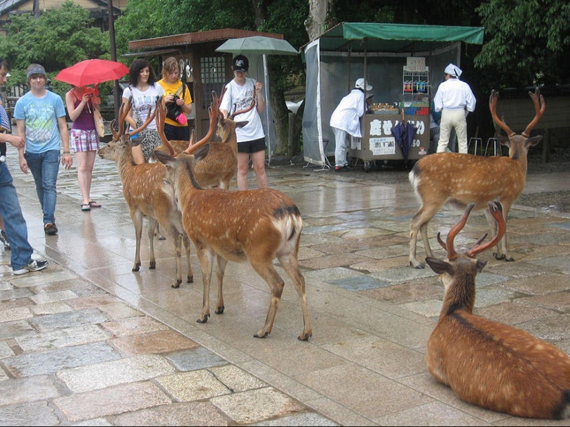 Miles de ciervos inundan las calles de una ciudad japonesa