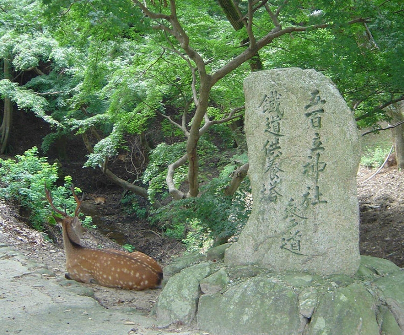 Miles de ciervos inundan las calles de una ciudad japonesa