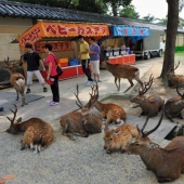 Miles de ciervos inundan las calles de una ciudad japonesa