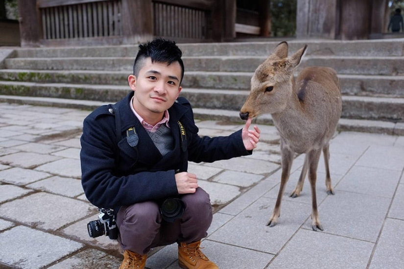 Miles de ciervos inundan las calles de una ciudad japonesa