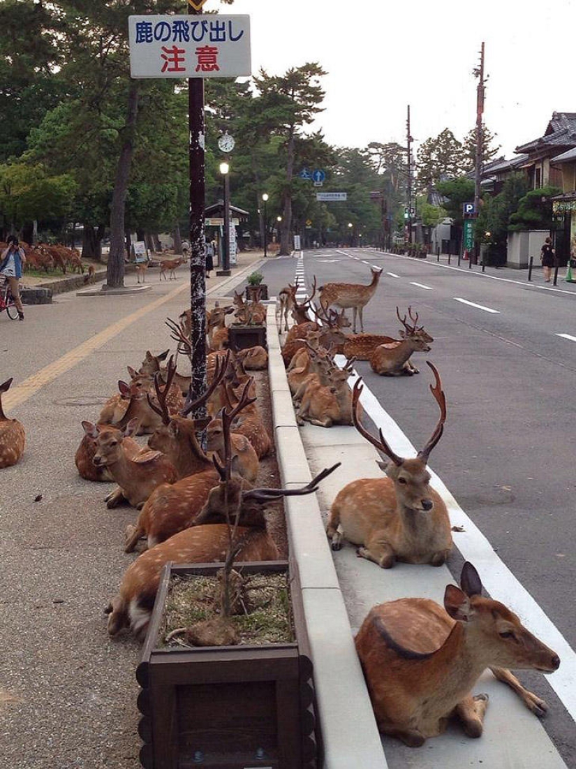 Miles de ciervos inundan las calles de una ciudad japonesa