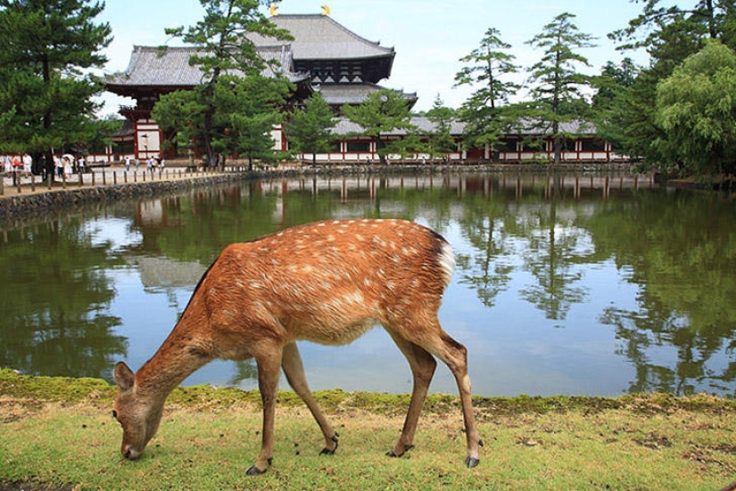 Miles de ciervos inundan las calles de una ciudad japonesa