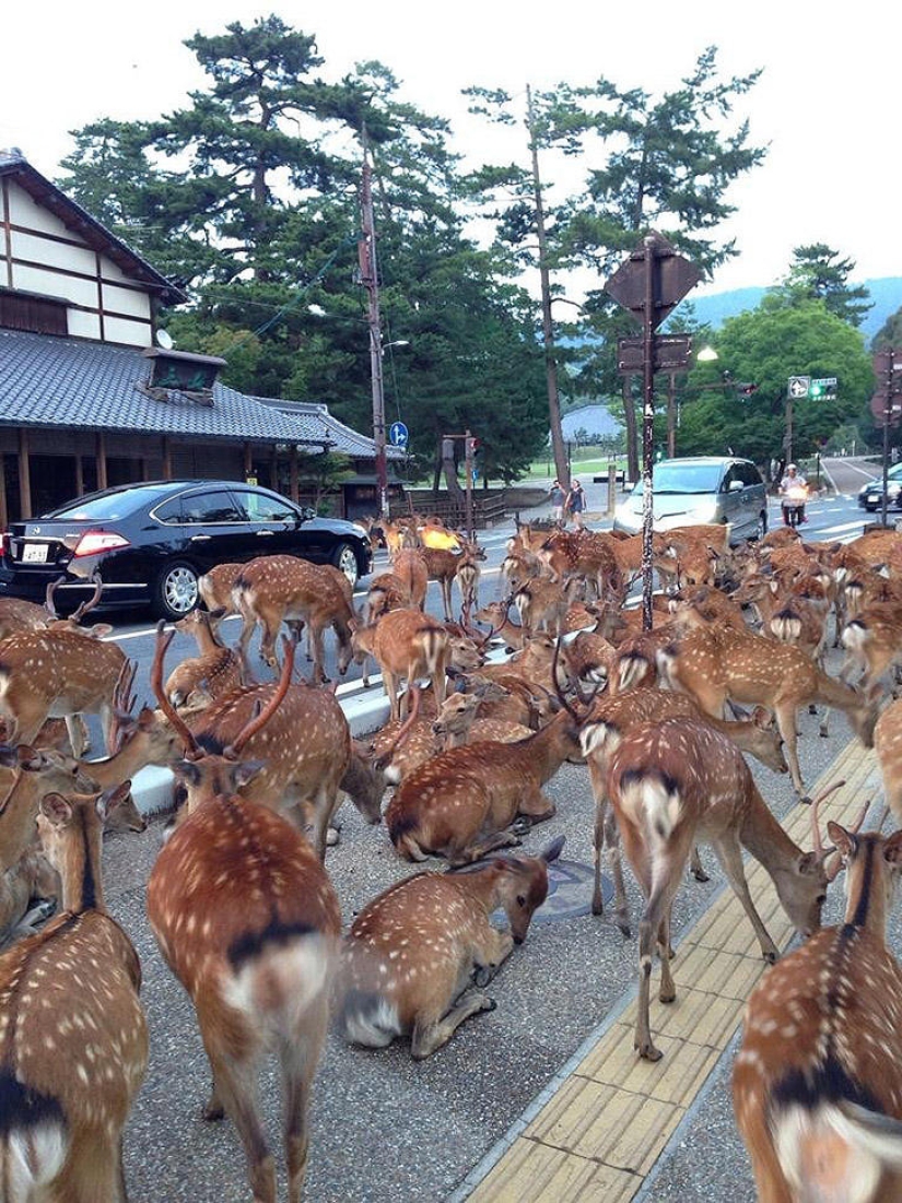 Miles de ciervos inundan las calles de una ciudad japonesa