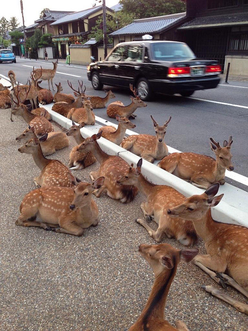 Miles de ciervos inundan las calles de una ciudad japonesa