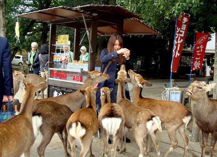 Miles de ciervos inundan las calles de una ciudad japonesa