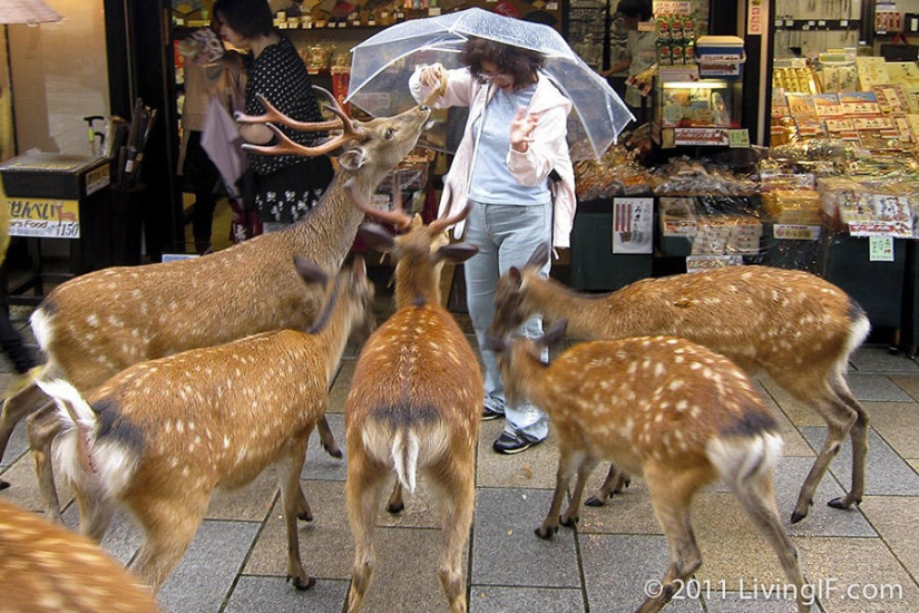 Miles de ciervos inundan las calles de una ciudad japonesa