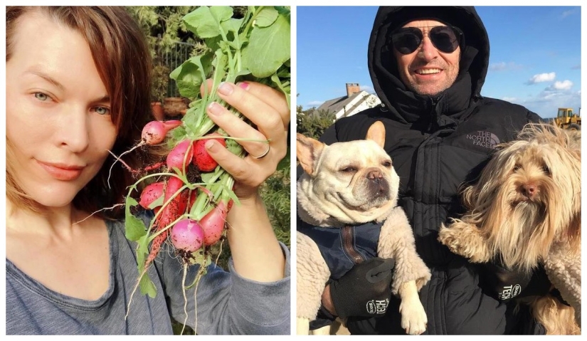 Milla Jovovich with radish and Hugh Jackman dogs: 20 unusual images of stars