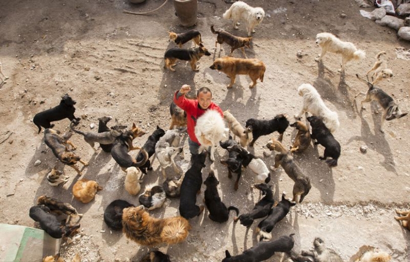 Millonario chino se arruina por culpa de los perros