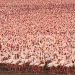 Millones de flamencos rosados