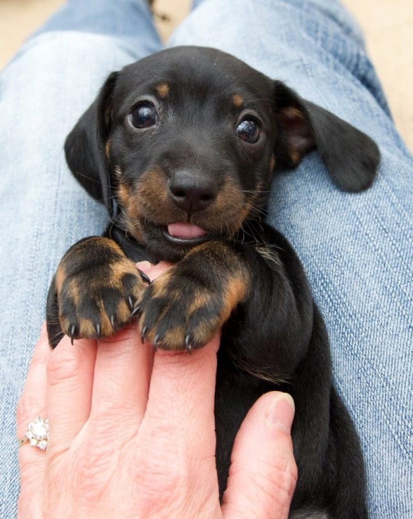 Minimisethe del día — 30 fotos de los perritos que harán de su día más feliz