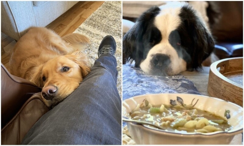 Mira directamente al alma: 30 perros que piden comida a sus dueños