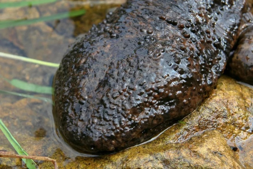 Miracle from Asia: 7 interesting facts about the Japanese giant salamander