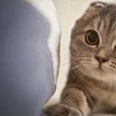 Mirar al vacío: ¿ven los gatos algo de otro mundo, inaccesible para nuestros ojos