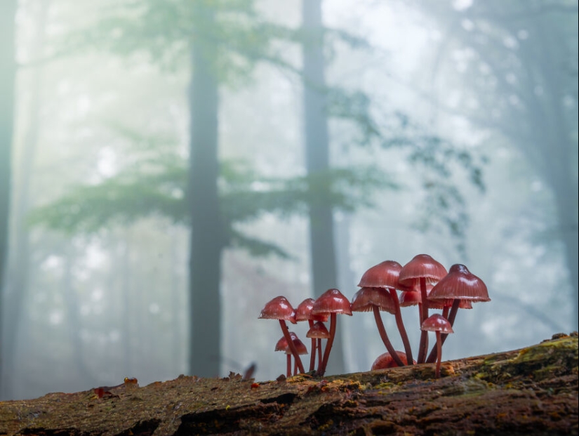 Mis 12 fotos de hongos que muestran el mundo mágico del bosque que los rodea