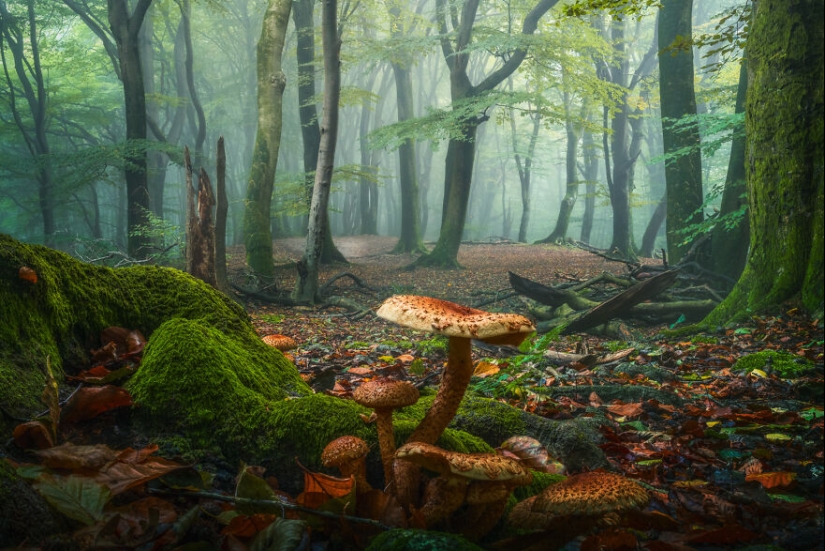 Mis 12 fotos de hongos que muestran el mundo mágico del bosque que los rodea