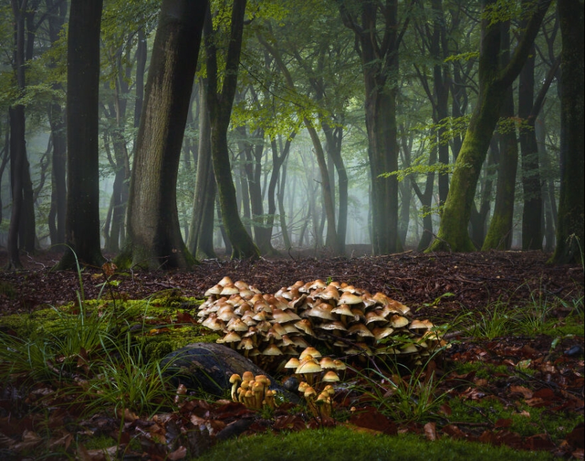 Mis 12 fotos de hongos que muestran el mundo mágico del bosque que los rodea