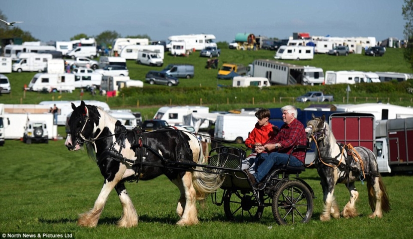 Mixed up in a bunch of horses, people: what thousands of gypsies are doing at the Appleby Horse Fair