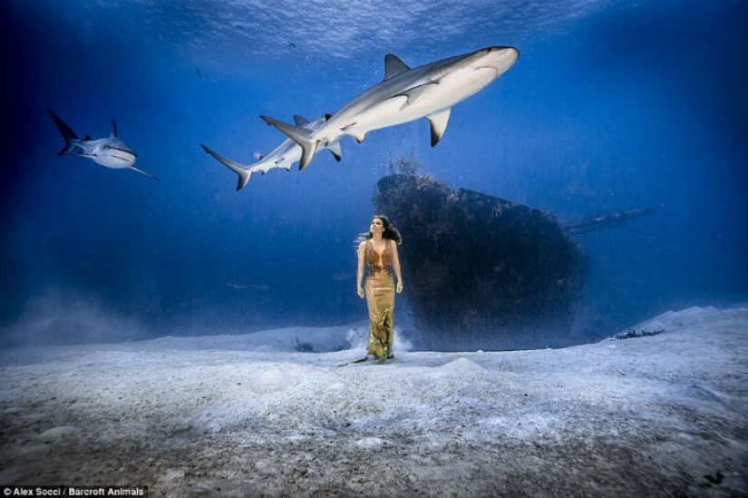Modelo brasileña se sumerge en el agua con tiburones para proteger a los depredadores marinos
