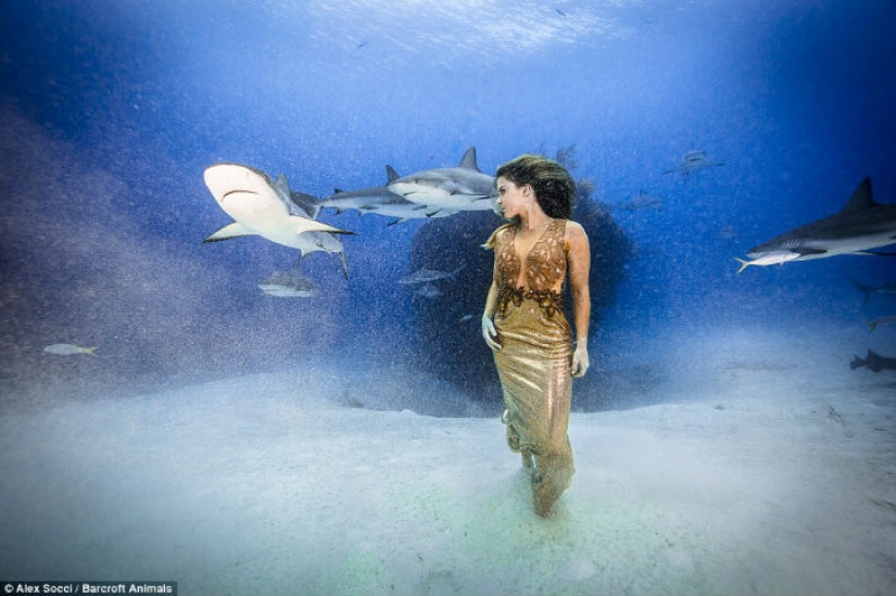 Modelo brasileña se sumerge en el agua con tiburones para proteger a los depredadores marinos