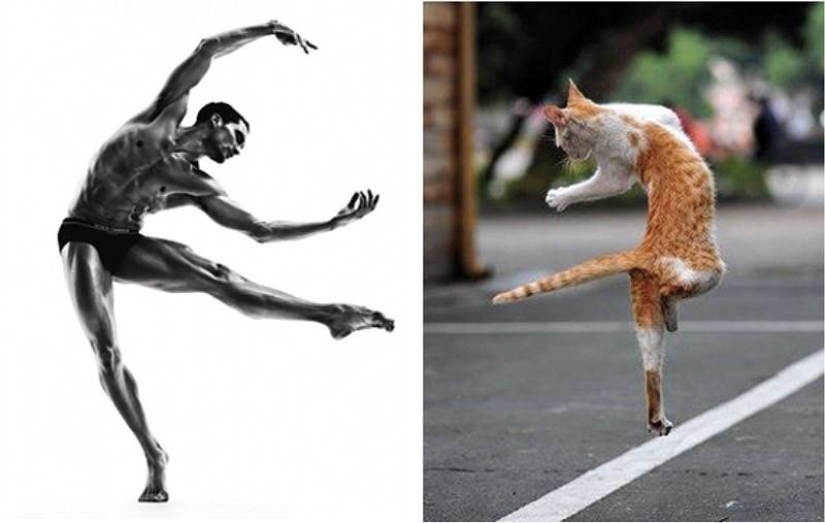 Models vs Cats