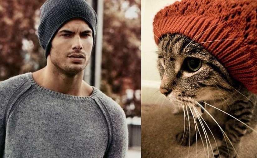 Models vs Cats