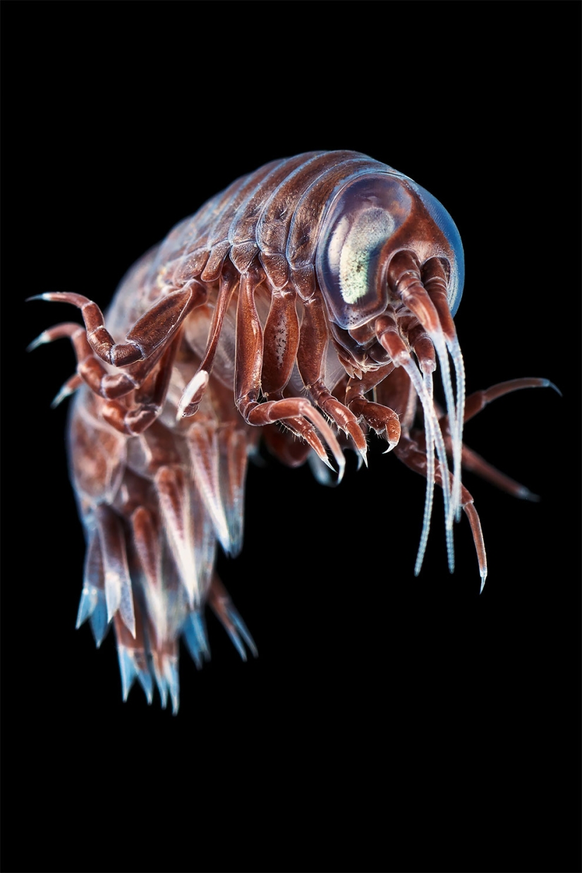 Monsters of the deep sea in the photo by Alexander Semyonov