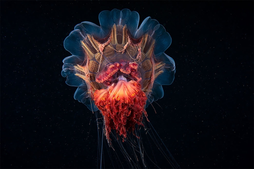 Monsters of the deep sea in the photo by Alexander Semyonov