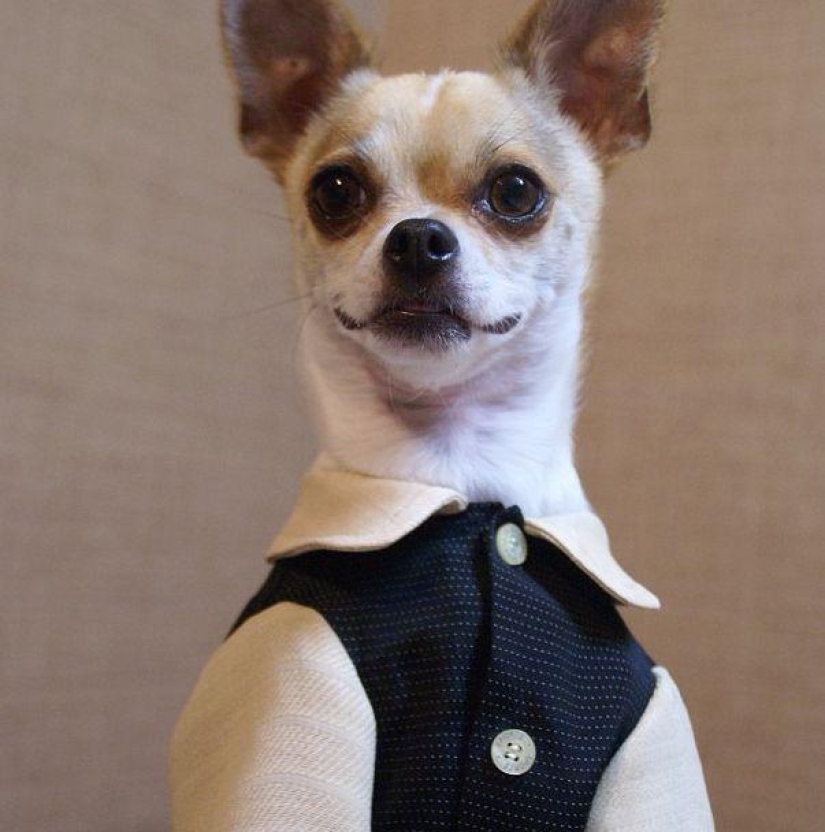 Montjiro is a chihuahua who dresses better than you