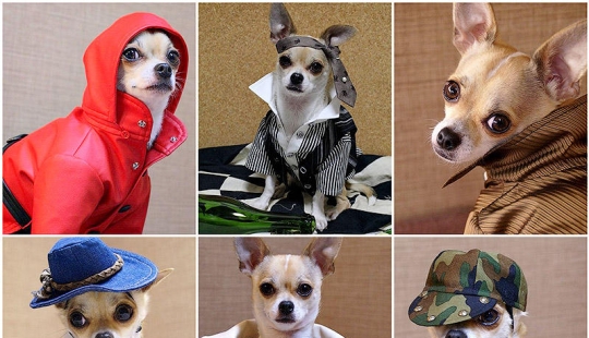 Montjiro is a chihuahua who dresses better than you