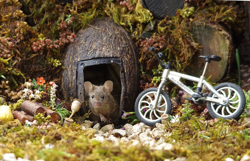 Mouse village British photographer Simon Dell - Pictolic